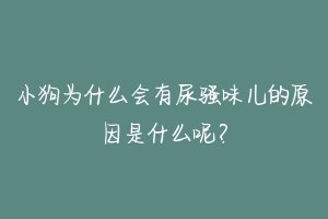 小狗为什么会有尿骚味儿的原因是什么呢？