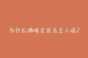 为什么猫咪会攻击主人呢？