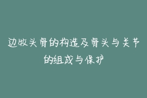 边牧头骨的构造及骨头与关节的组成与保护