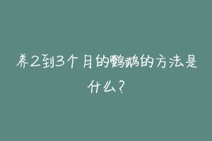 养2到3个月的鹦鹉的方法是什么？