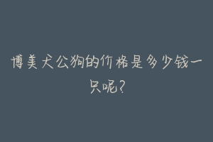 博美犬公狗的价格是多少钱一只呢？