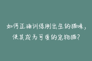 如何正确训练刚出生的猫咪，使其成为可爱的宠物猫？