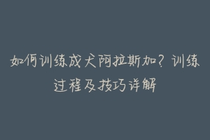 如何训练成犬阿拉斯加？训练过程及技巧详解