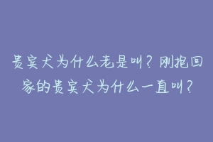 贵宾犬为什么老是叫？刚抱回家的贵宾犬为什么一直叫？