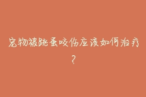 宠物被跳蚤咬伤应该如何治疗？