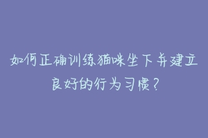 如何正确训练猫咪坐下并建立良好的行为习惯？