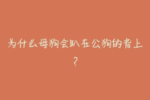 为什么母狗会趴在公狗的背上？