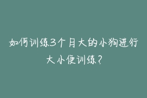 如何训练3个月大的小狗进行大小便训练？