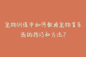 宠物训练中如何教授宠物拿东西的技巧和方法？