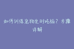 如何训练宠物定时吃饭？步骤详解