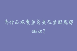 为什么观赏鱼总是在鱼缸底部游动？