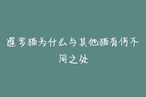 暹罗猫为什么与其他猫有何不同之处