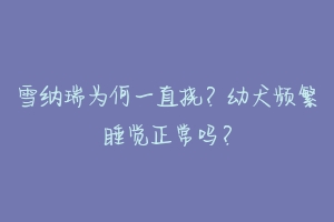 雪纳瑞为何一直挠？幼犬频繁睡觉正常吗？