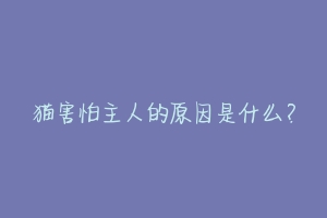 猫害怕主人的原因是什么？