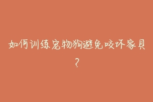 如何训练宠物狗避免咬坏家具？