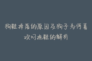 狗鞋掉落的原因及狗子为何喜欢叼拖鞋的解析