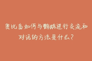 奥比岛如何与鹦鹉进行交流和对话的方法是什么？