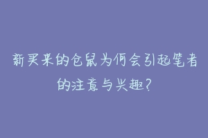 新买来的仓鼠为何会引起笔者的注意与兴趣？