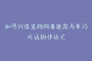 如何训练宠物狗泰迪成为乖巧听话的伴侣犬