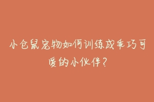 小仓鼠宠物如何训练成乖巧可爱的小伙伴？