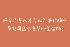 怀孕了可以养什么？波斯猫怀孕期间适合食用哪些食物？