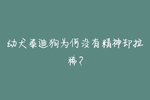 幼犬泰迪狗为何没有精神却拉稀？