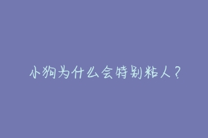 小狗为什么会特别粘人？