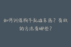 如何训练狗不乱碰东西？有效的方法有哪些？