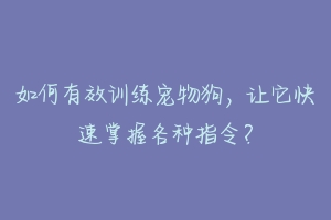 如何有效训练宠物狗，让它快速掌握各种指令？