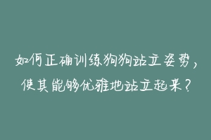 如何正确训练狗狗站立姿势，使其能够优雅地站立起来？