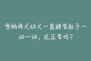 雪纳瑞犬幼犬一直睡觉肚子一动一动，这正常吗？