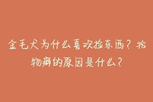 金毛犬为什么喜欢捡东西？拾物癖的原因是什么？