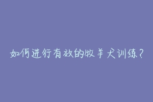 如何进行有效的牧羊犬训练？