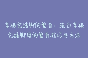 拿破仑矮脚的繁育：纯白拿破仑矮脚母的繁育技巧与方法