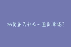 观赏鱼为什么一直乱窜呢？