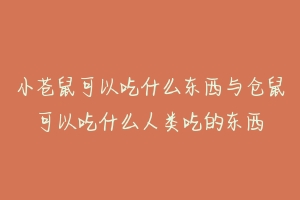 小苍鼠可以吃什么东西与仓鼠可以吃什么人类吃的东西