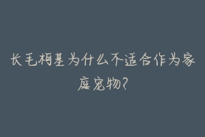 长毛柯基为什么不适合作为家庭宠物？