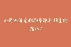 如何训练宠物狗泰迪和柯基的技巧？