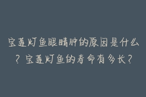 宝莲灯鱼眼睛肿的原因是什么？宝莲灯鱼的寿命有多长？