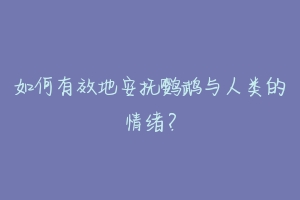 如何有效地安抚鹦鹉与人类的情绪？