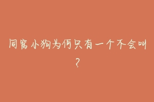 同窝小狗为何只有一个不会叫？