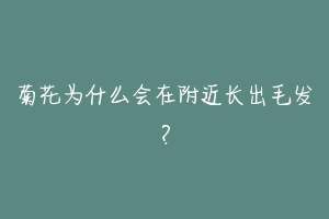 菊花为什么会在附近长出毛发？