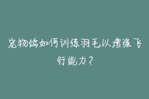 宠物鸽如何训练羽毛以增强飞行能力？