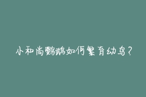 小和尚鹦鹉如何繁育幼鸟？