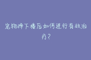 宠物摔下楼后如何进行有效治疗？