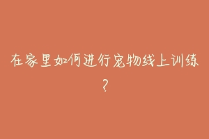 在家里如何进行宠物线上训练？