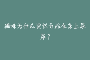 猫咪为什么突然开始在床上尿尿？