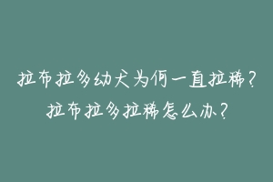 拉布拉多幼犬为何一直拉稀？拉布拉多拉稀怎么办？