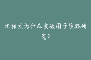 比格犬为什么会被用于实验研究？