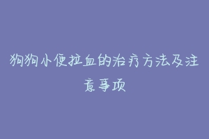 狗狗小便拉血的治疗方法及注意事项